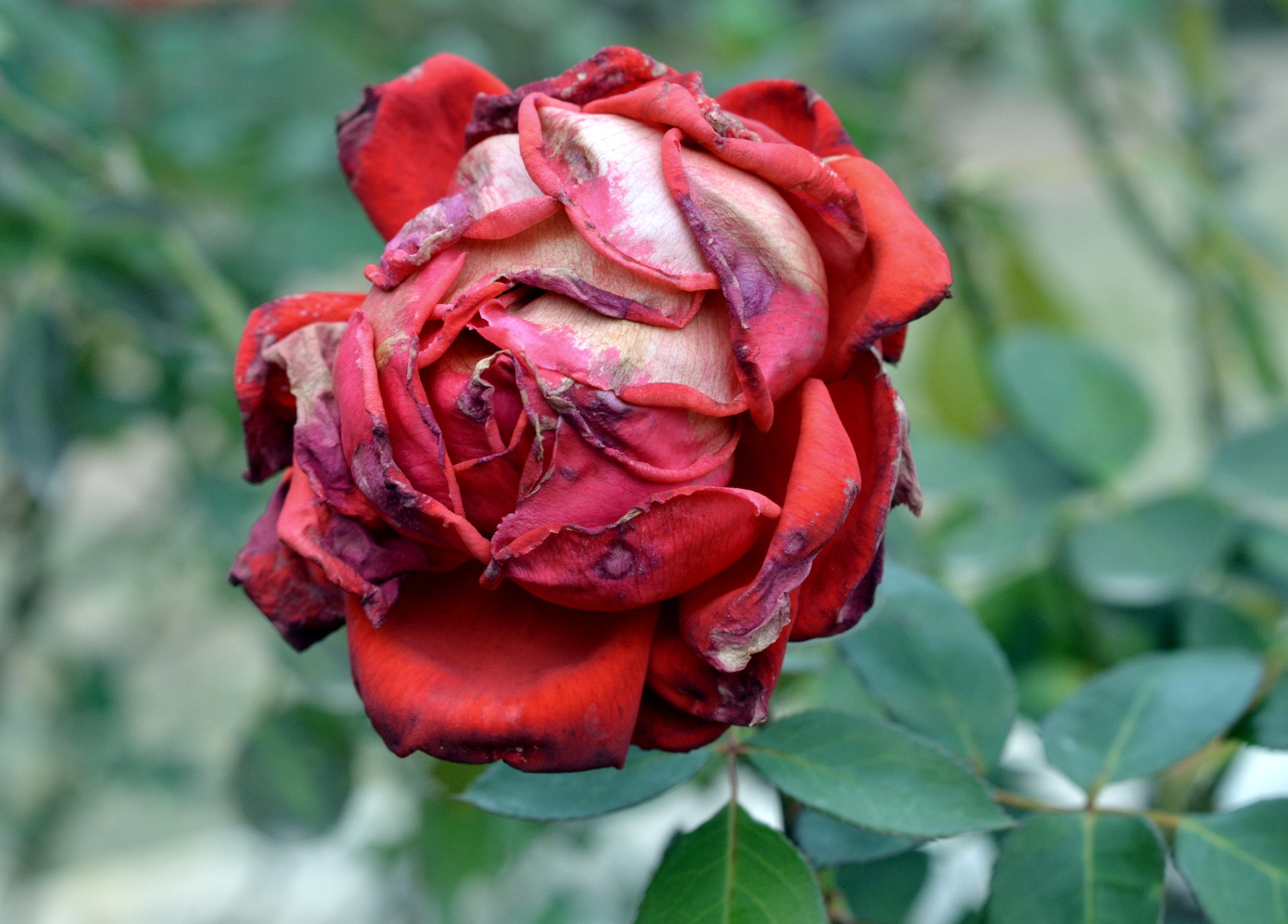 Rotting Hot Cocoa in Red